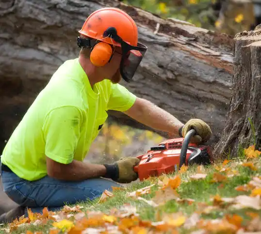 tree services Cresskill